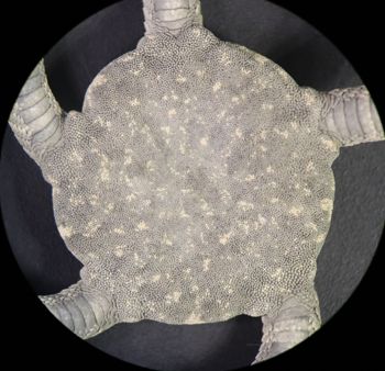 Media type: image; Invertebrate Zoology OPH-6154